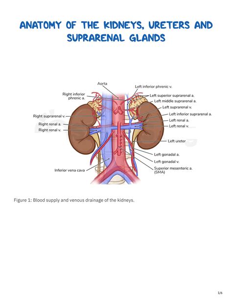 Kidneys, ureters & suprarenal glands: Anatomy, .